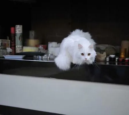 Gatto Bianco House Отель типа 
