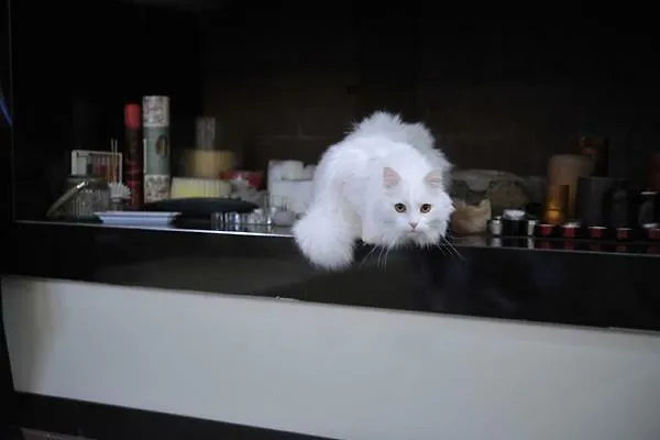 Gatto Bianco House Отель типа 